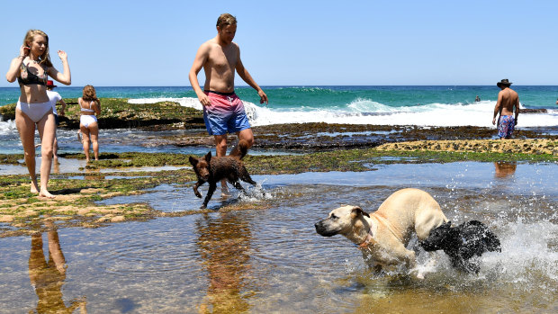Beachgoers in Sydney can expect a warmer than usual summer, thanks to a developing El Nino.