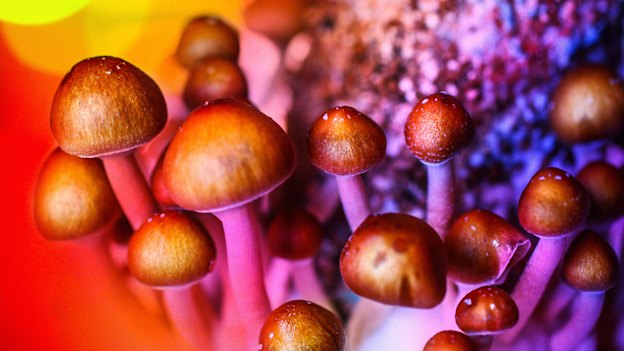 Psilocybin is the “active” ingredient in “magic” mushrooms. 