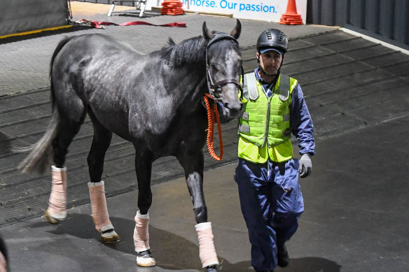 Valiant King arrives for the spring Racing carnival at Tullamarine Airport.