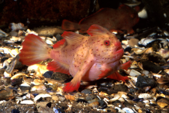 There are an estimated 100 red handfish in the wild.