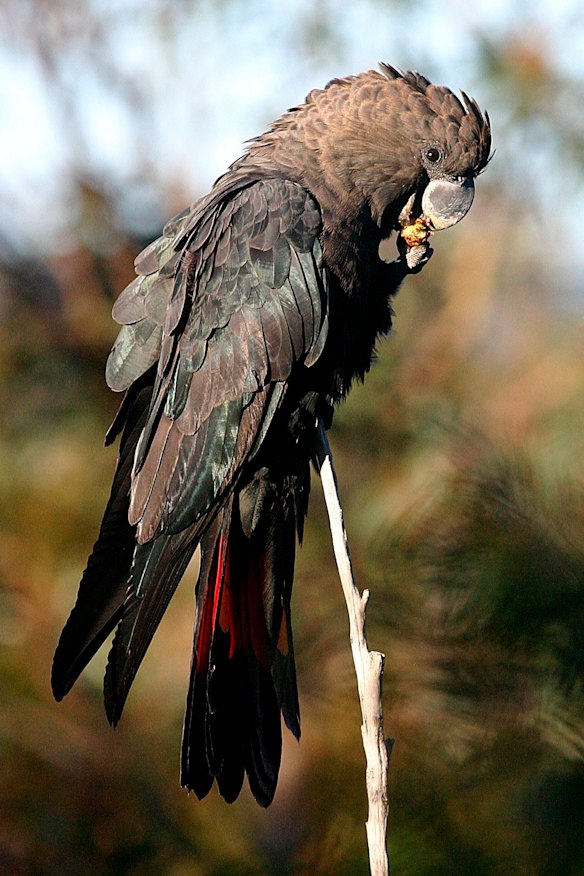 A glossy black cockatoo.