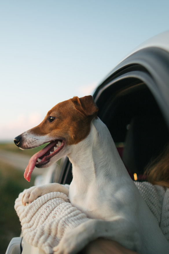 Inside the family violence refuges that are making sure everyone is safe – even pets