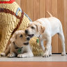How to help Guide Dog puppies choose their paw-fect career path