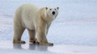 Polar bears flock to the tundra surrounding Churchill in Canada’s northern Manitoba as they wait for Hudson Bay to freeze over.