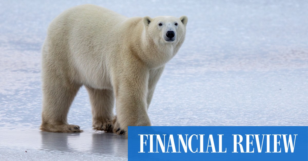 See polar bears in the sub-arctic wild at Churchill in Canada's Manitoba in a Frontiers North Tundra Buggy - Vimarsana News