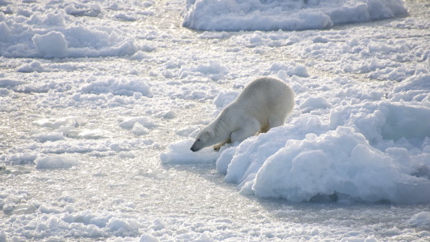 A polar bear on pack ice in  Maka Bay, Novaya Zemlya, where Russia has a military base.