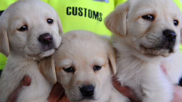 The lure of a new puppy pet was used to steal $2 million from Australians during the COVID lockdown. (File image)