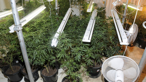 The hydroponic cannabis set-up at the property. 