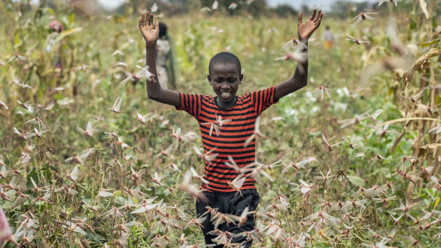 A farmer's son raises his arms as he is surrounded by desert locusts in Katitika village, Kenya.