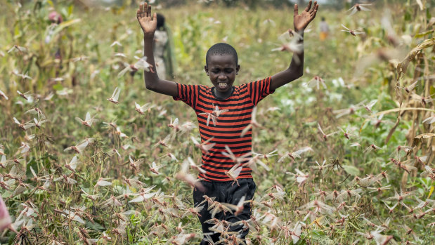 A farmer's son raises his arms as he is surrounded by desert locusts while trying to chase them away from his crops, in Katitika village, Kitui county, Kenya. 