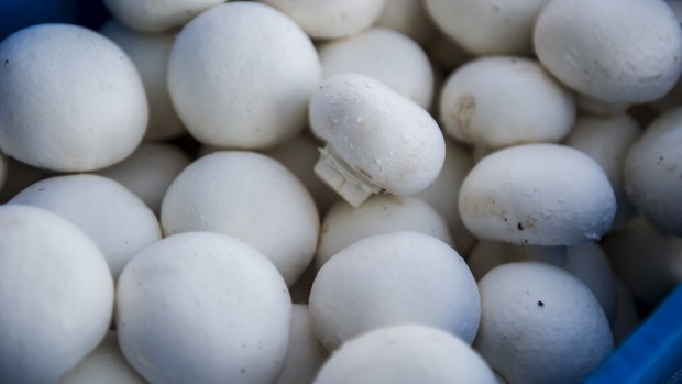 Low prices for mushrooms have hurt fruit and vegetable giant Costa Group.