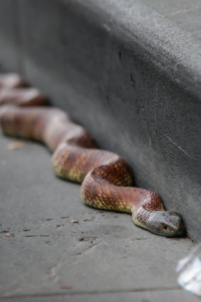 The venom of the Australian tiger snake has been known to kill humans.