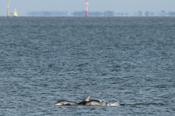 Dolphins frolic in Port Phillip Bay.