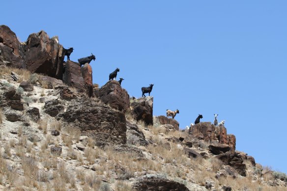 Millions of goats are roaming western NSW.