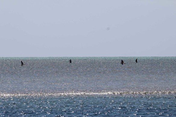 Foreign boat crew walking on reef at Rowley Shoals, off WA’s Kimberley coast.
