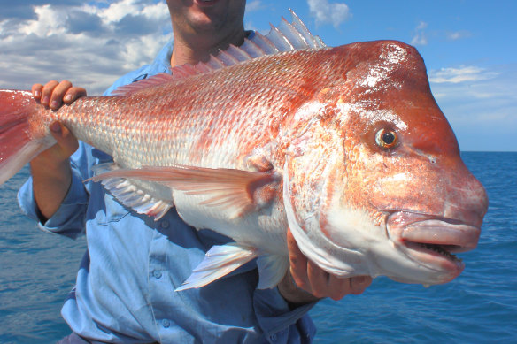 Demersal fish like snapper are a prized catch for recreational anglers.