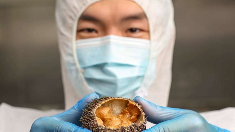 Can we eat our way out of this thorny problem? This team thinks so