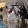 Pablo Escobar’s ‘cocaine’ hippos legally accepted as people in US court