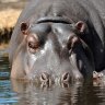 Snotty-nosed hippos test positive for coronavirus in Belgium