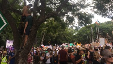 Protesters climb trees in Brisbane.