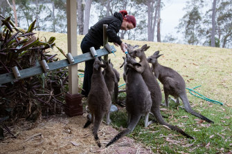 Rae Harvey says wildlife care is rewarding but can be traumatic.