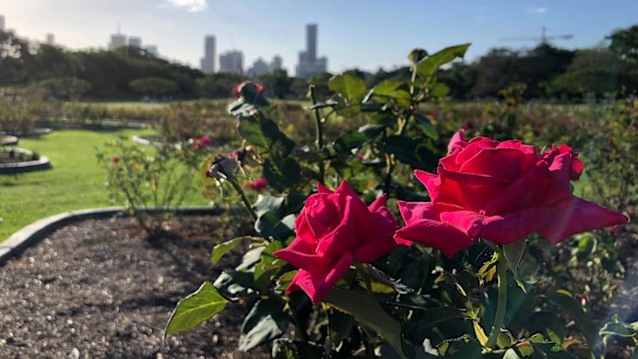 There is a garden I carry within me, a companion for over 30 years.