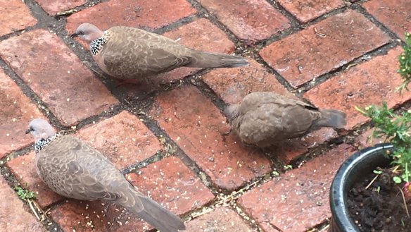 The happy family of spotted turtle doves after the baby (right) was rescued when it fell out of its nest.