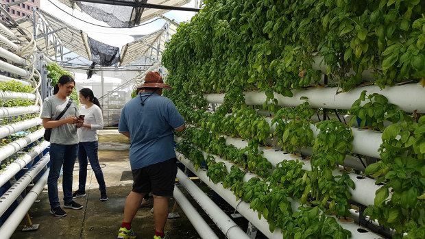 Communities in Singapore are being connected to healthy and locally-grown food. 