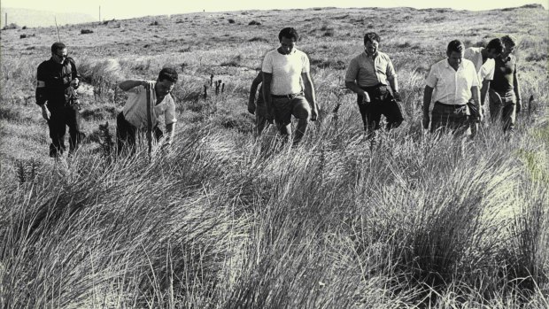 Volunteers search sand dunes near Fairy Meadow in the hunt for Cheryl Grimmer on January 14, 1970.
