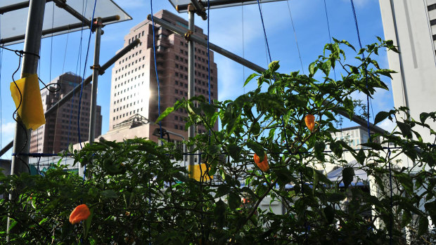 Comcrop's rooftop gardens in Singapore. 