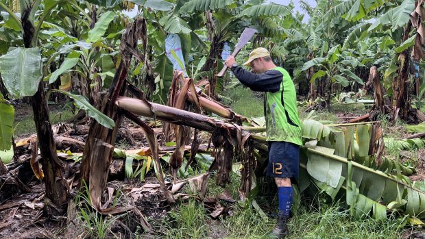 Tully banana farmer Paul Lardi cutting damaged crops on his property at Tully, north of Townsville. 