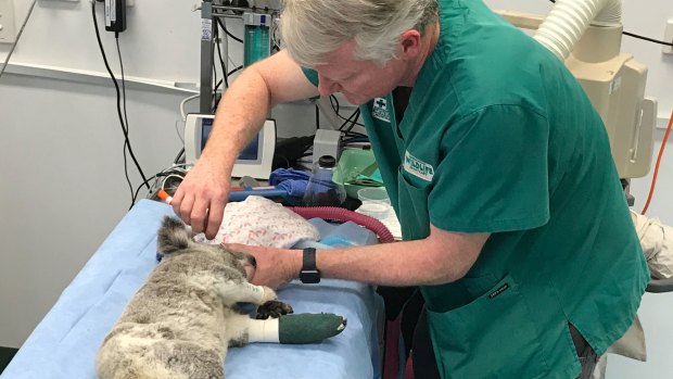 Currumbin Wildlife Hospital senior vet Michael Pyne treats a koala.