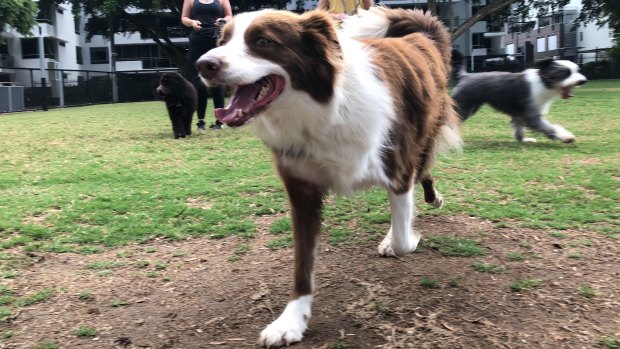 Brisbane's dog parks are without free dog poo bags for the time being.