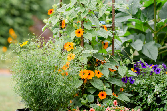 Thunbergia alata, with its orange flowers, is an annual climber in cool areas of Victoria, but is invasive in New South Wales.