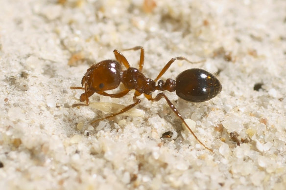 A fire ant bite typically causes a burning sensation that lasts up to an hour and, in some cases, a fatal anaphylactic shock.