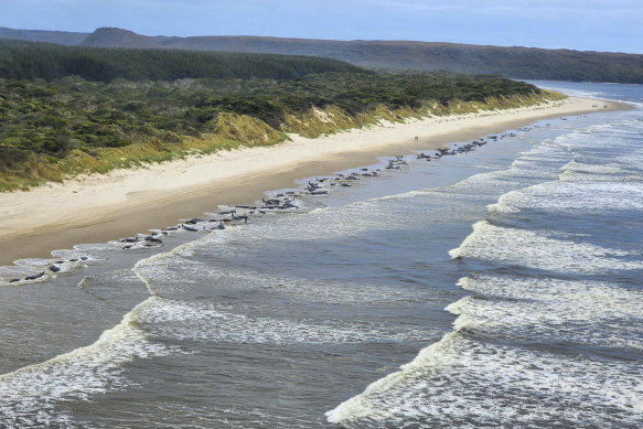 The whales stranded at Ocean Beach on Tasmania’s west coast. 