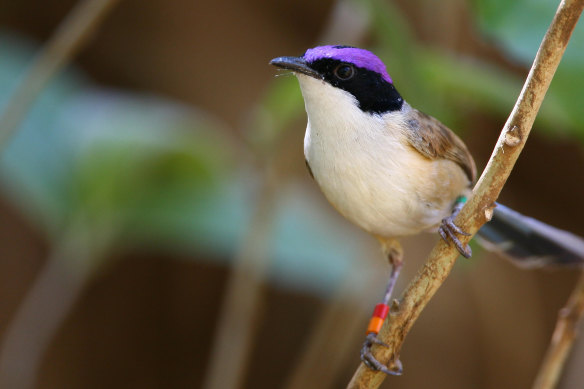 A purple-crowned fairy wren. 