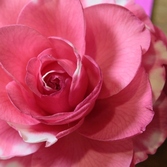 Camellia: Queen of the May flowers?
