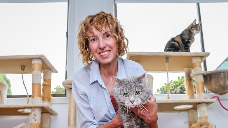 Key developments surrounding The home owners spending thousands to design their homes for their cats