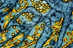 The H5N1 strain of bird flu reached Heard Island, an extremely remote Australian territory, late last year but the mainland remains free of the virus.