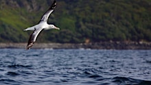 H5 has devastated populations of seabirds around the world.
