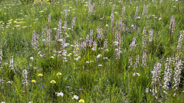 A remnant patch with grass trigger plants, milkmaids, button everlasting and blue stars in spring.
