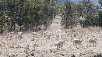 Drought In Australia Armidale Looks To Ground Water As Dam Nears Day Zero