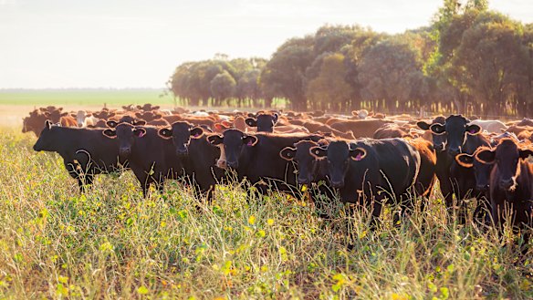 Cattle roams AACo's Westholme station.
