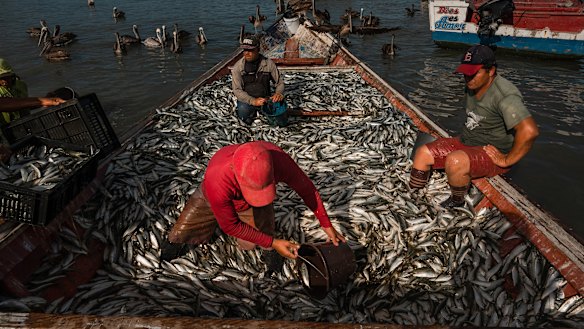 Sardine fishermen unload the catch of the day in Guaca, Venezuela.