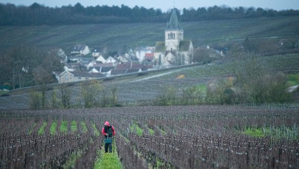 A vineyard below the Ville-Dommange commune in the Montagne de Reims region of France.