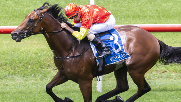 Rulership will be out to continue Henry Field's good run in Saturday's Blue Diamond.