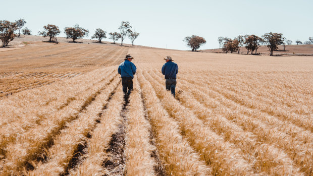 Companies that rely on the agriculture supply chain are investing $2 million in the Mars Cool Soil initiative to help 200 grain farmers reduce and measure their carbon emissions. 