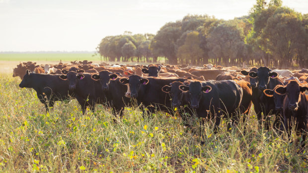 Cattle roams AACo's Westholme station.