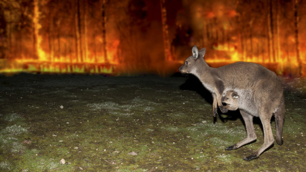 Bushfire Animal Rescue